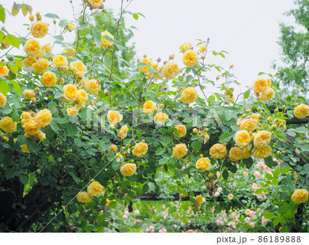 軽井沢レイクガーデンの薔薇 86189888