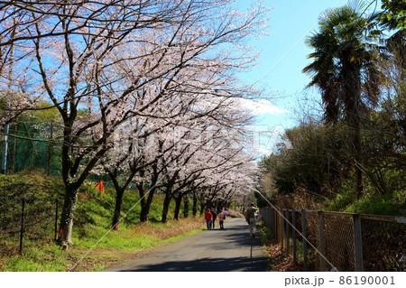 桜咲く春の穏やかな散策路 風景 桜咲く春の穏やかな散策路 風景 86190001