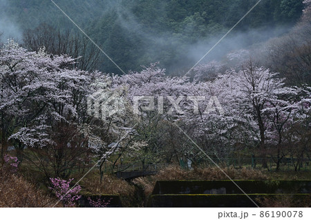 鐘ケ坂公園の桜 86190078
