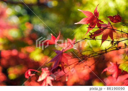 木漏れ日のもみじ 86190090