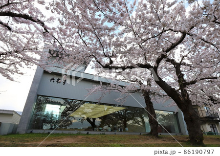 北海道　函館　五稜郭公園の桜と六花亭 86190797