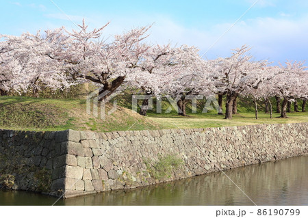 北海道 函館 五稜郭の桜 満開 北海道 函館 五稜郭の桜 満開 86190799