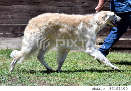 Russian dog greyhound - breed of hunting dogs 86191109