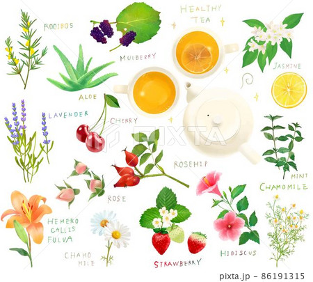 健康美肌薬膳の植物やハーブやベリーのセットベクターイラスト素材 健康美肌薬膳の植物やハーブやベリーのセットベクターイラスト素材 86191315
