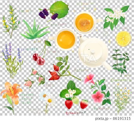 健康皮膚藥用植物、草藥和漿果集矢量圖解材料 86191315