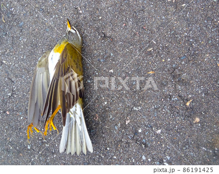 左側に置かれた鳥の置物 左側に置かれた鳥の置物 86191425