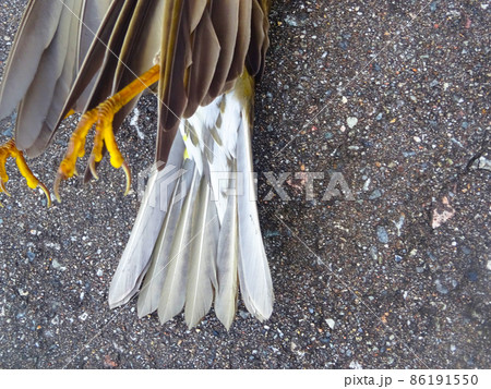 鳥の足 86191550