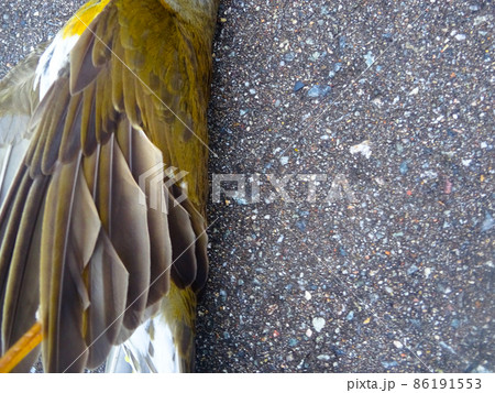 左側に寄った鳥の胴体 86191553