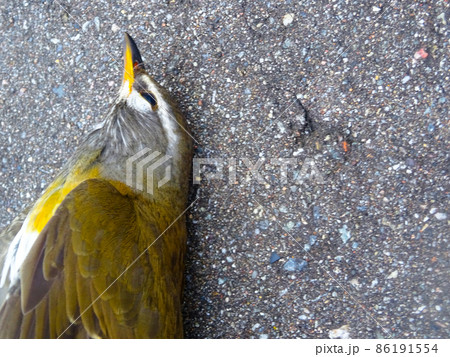 左側に寄った鳥の画像 86191554