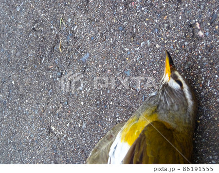 鳥の顔のアップ画像 86191555