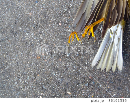 鳥の足のアップ画像 86191556