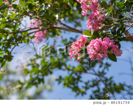 サルスベリの花の蜜を吸う蜂。 86191739