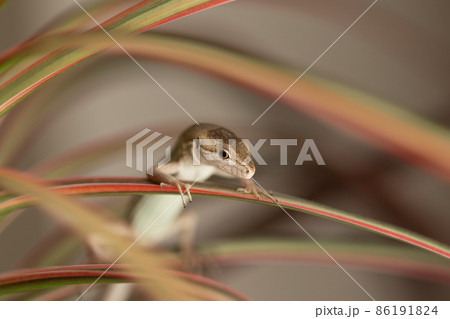 カナヘビ 86191824