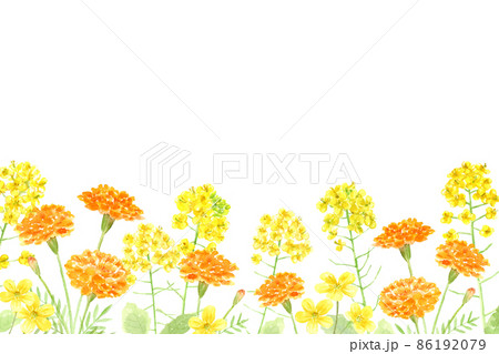 菜の花とマリーゴールドの花の背景 水彩イラストのイラスト素材