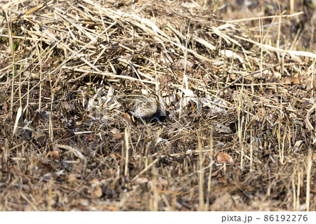 タシギ タシギ 86192276