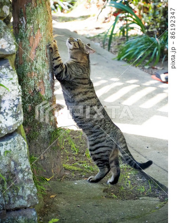 爪を研ぐ野良猫 爪を研ぐ野良猫 86192347