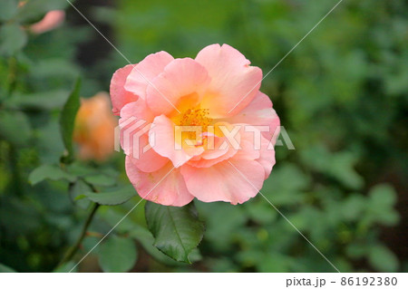 バラの花 アプリコットネクター バラの花 アプリコットネクター 86192380