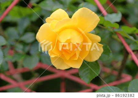 バラの花 サンフレア バラの花 サンフレア 86192382