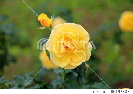 バラの花 ゴールドバニー バラの花 ゴールドバニー 86192383