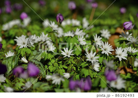 三毳山カタクリの里に咲くアズマイチゲにカタクリの花 86192493