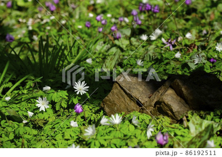 三毳山カタクリの里に咲くアズマイチゲにカタクリの花 三毳山カタクリの里に咲くアズマイチゲにカタクリの花 86192511