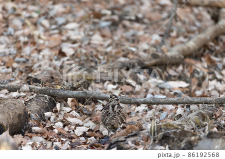 ヤマシギ 86192568