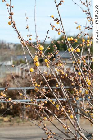 寒中に咲く黄色の蠟梅の花 寒中に咲く黄色の蠟梅の花 86192595