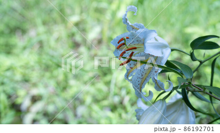日本の山林に咲くヤマユリの花 86192701