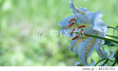 日本の山林に咲くヤマユリの花 日本の山林に咲くヤマユリの花 86192702