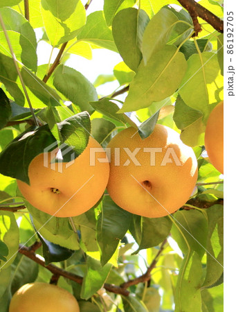 なし園 なし園 86192705