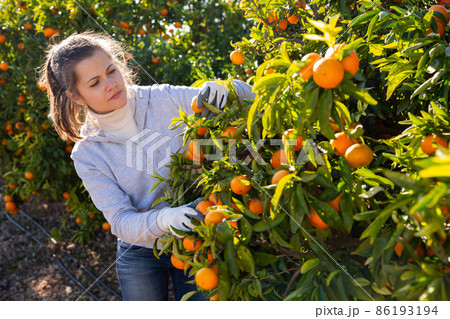 Portrait of cheerful female worker picking mandarins in basket on farm 86193194