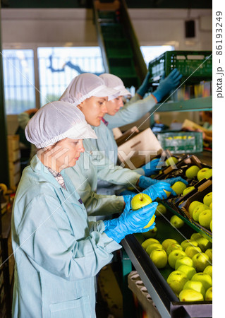 Young women sorting apples to crates and checking quality at on apples factory Young women sorting apples to crates and checking quality at on apples factory 86193249