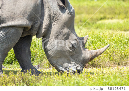 White rhino, rhinoceros walking on green grass 86193471