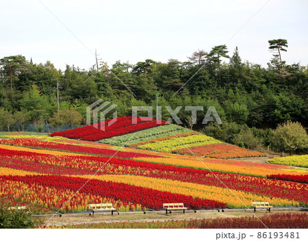 世羅高原農場 86193481