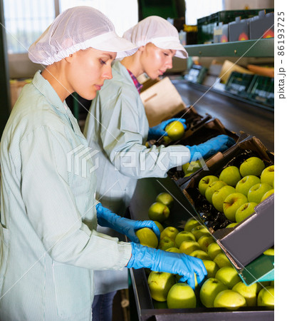 women sorting and preparing apples women sorting and preparing apples 86193725