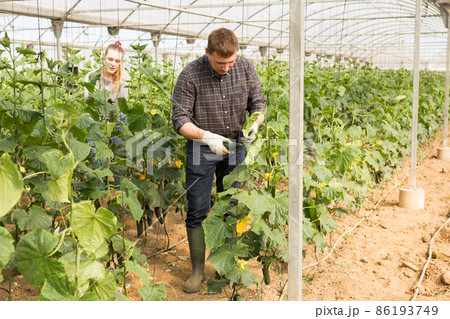 Man harvesting cucumbers 86193749