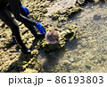 沖縄のハリセンボン 86193803