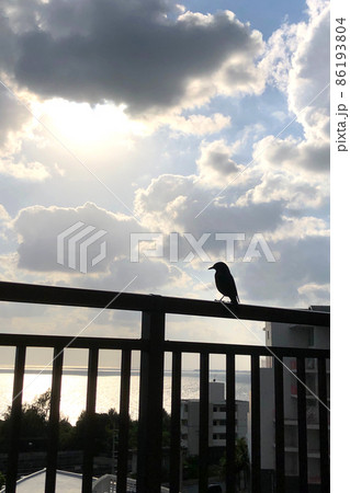 テラスの手すりで海を眺める鳥 テラスの手すりで海を眺める鳥 86193804