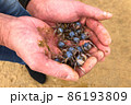 沖縄の干潟のミナミコメツキガニ 86193809