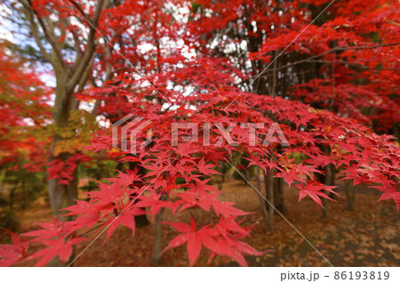 真っ赤な紅葉 真っ赤な紅葉 86193819