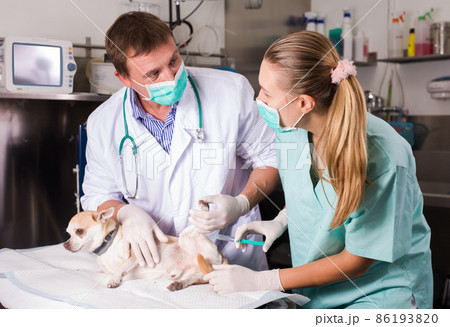 Dog on the operating table in a veterinary clinic 86193820