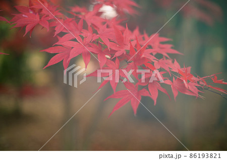 真っ赤な紅葉と溢れる光(ライトリーク) 真っ赤な紅葉と溢れる光(ライトリーク) 86193821