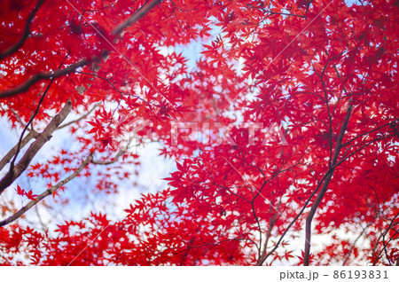 真っ赤な紅葉を見上げる(空バック) 真っ赤な紅葉を見上げる(空バック) 86193831