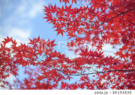 真っ赤な紅葉を見上げる(空バック) 真っ赤な紅葉を見上げる(空バック) 86193836