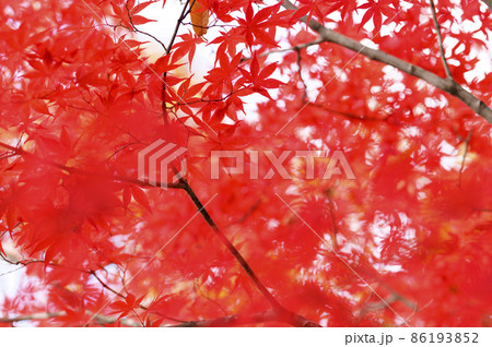 真っ赤な紅葉を見上げる(ライトリーク) 真っ赤な紅葉を見上げる(ライトリーク) 86193852