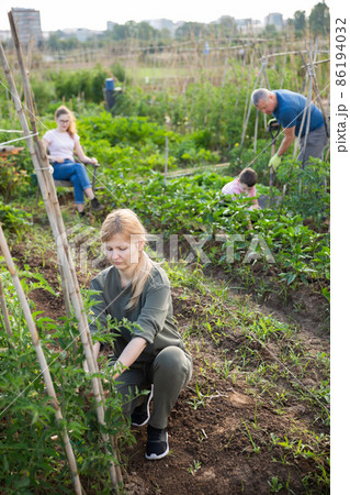 Woman gardener with bamboo stick working with seedlings tomatoes Woman gardener with bamboo stick working with seedlings tomatoes 86194032