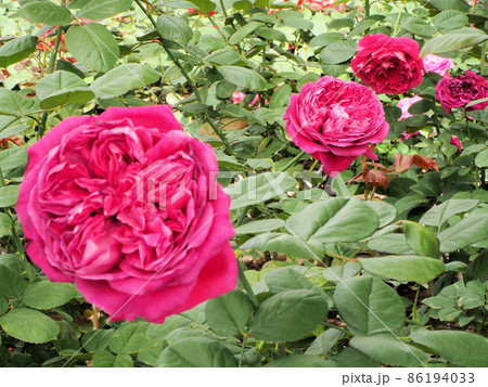 ローズヒルあまがせのバラ　ルージュ・ロワイヤル　大分県日田市天瀬町五馬市 86194033