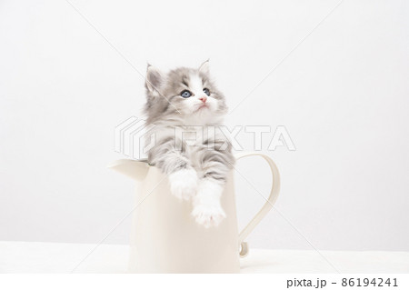 水差しに入ったノルウェージャンフォレストキャットの子猫 水差しに入ったノルウェージャンフォレストキャットの子猫 86194241