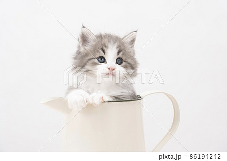 水差しに入ったノルウェージャンフォレストキャットの子猫 86194242
