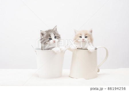水差しと鉢カバーに入ったノルウェージャンフォレストキャットの子猫 水差しと鉢カバーに入ったノルウェージャンフォレストキャットの子猫 86194256